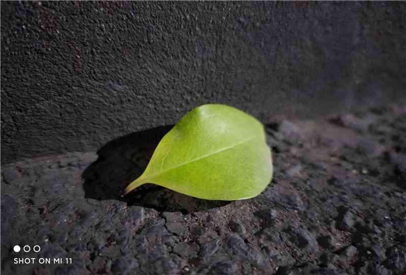 小米手机怎么样 首款骁龙888手机咋样?小米11深度评测:无遗憾的顶级水桶机 小米手机怎么样 首款骁龙888手机咋样?小米11深度评测:无遗憾的顶级水桶机