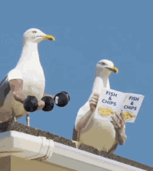 索尼w610怎么样 喂过一次大连海鸥，人类就要为自己的弱小羞愧