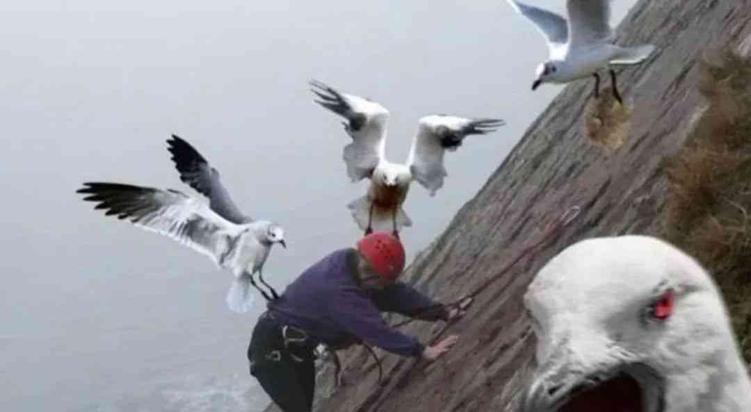 索尼w610怎么样 喂过一次大连海鸥，人类就要为自己的弱小羞愧