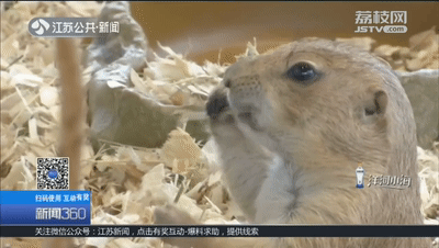土拨鼠怎么样 一见就想尖叫的土拨鼠，养只当宠物？疾控专家：小心，有危险