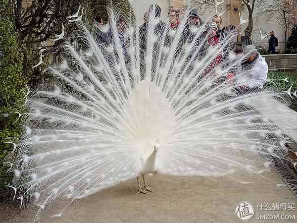 成熟的同时需要进化:OPPO R9使用评测 成熟的同时需要进化:OPPO R9使用评测